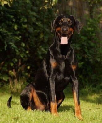 v.d. Hell Cando Cavallo | Black Doberman Pinscher