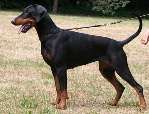 Lucia v.d. Burgstätte | Black Doberman Pinscher