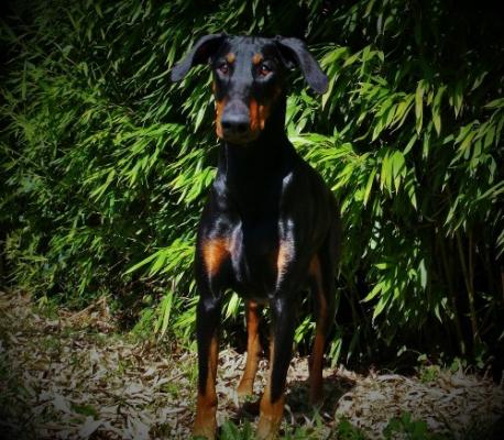 Magmar v.d. Burgstätte | Black Doberman Pinscher