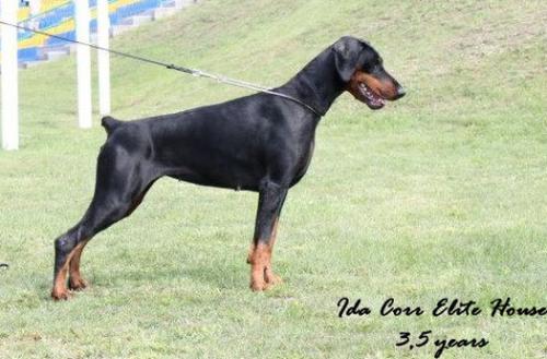 Ida Corr Elite House | Black Doberman Pinscher