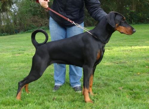 Imperatrice Elite House | Black Doberman Pinscher