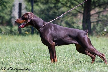 Indhira Elite House | Brown Doberman Pinscher