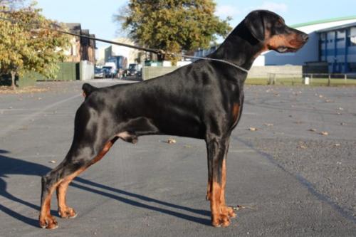 Italo Elite House | Black Doberman Pinscher