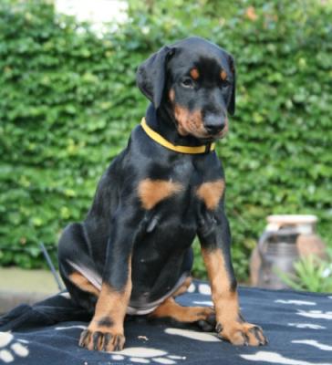 Chloë Celeste v. Anamdra | Black Doberman Pinscher