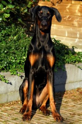 Cimba Cashjmira v. Anamdra | Black Doberman Pinscher