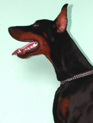 Del Mare Nero Alessandra | Black Doberman Pinscher