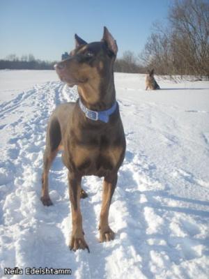 Neila Edelshtamm | Brown Doberman Pinscher