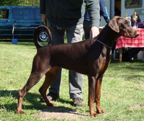 Aranka v. Apoldastamm | Brown Doberman Pinscher