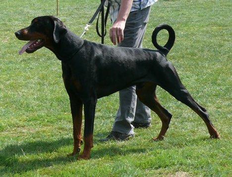 Aristo v. Apoldastamm | Black Doberman Pinscher