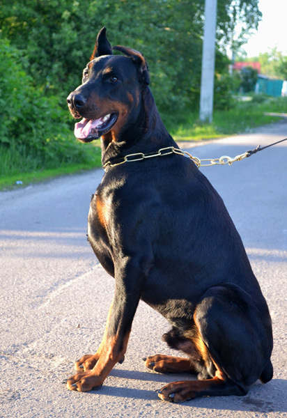 Virt Hunter | Black Doberman Pinscher