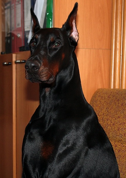 Veron Hogard | Black Doberman Pinscher