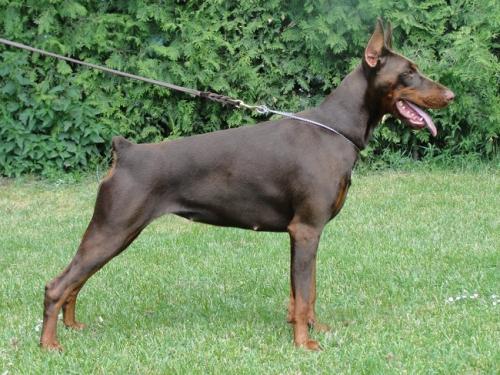 Nika Best of Sea | Brown Doberman Pinscher