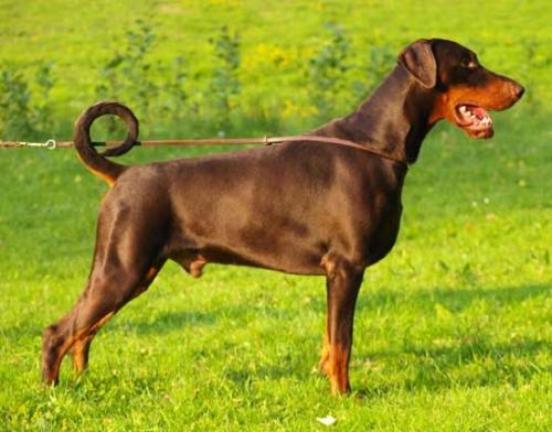 Dobergaarden Forever Boy | Brown Doberman Pinscher