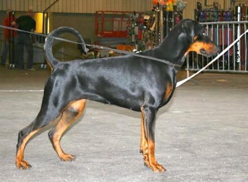 Jada Delle Due Donne | Black Doberman Pinscher