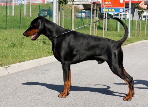 Isaak Delle Due Donne | Black Doberman Pinscher