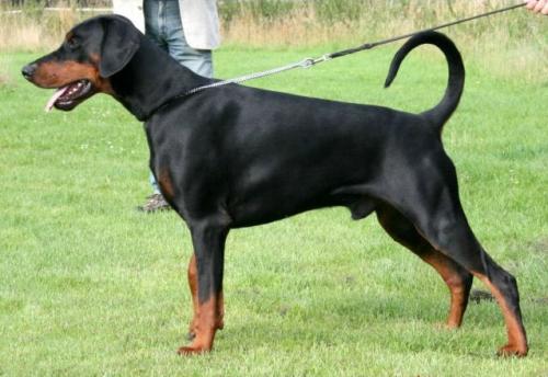 Isaac Delle Due Donne | Black Doberman Pinscher