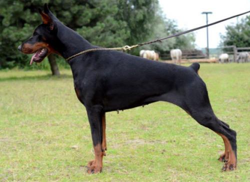 Tira Vento Finlandia | Black Doberman Pinscher