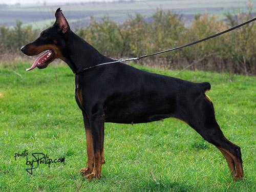 Dina Best of Island | Black Doberman Pinscher