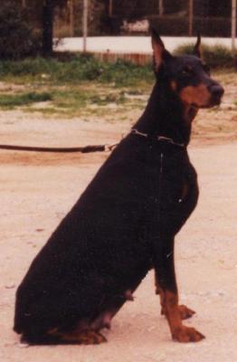 Zanna v. Dias Berg | Black Doberman Pinscher