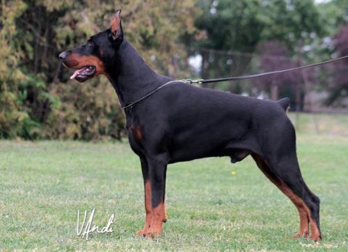 Quickstep King of Darkness | Black Doberman Pinscher
