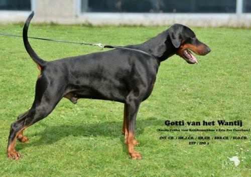 Gotti v.h. Wantij | Black Doberman Pinscher