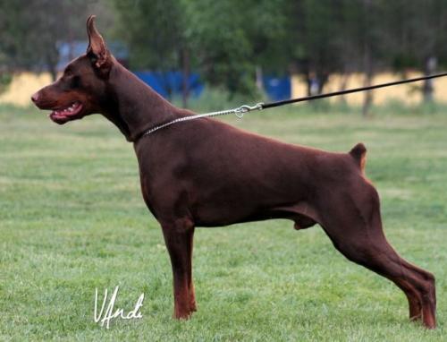 Red Bull King of Darkness | Brown Doberman Pinscher