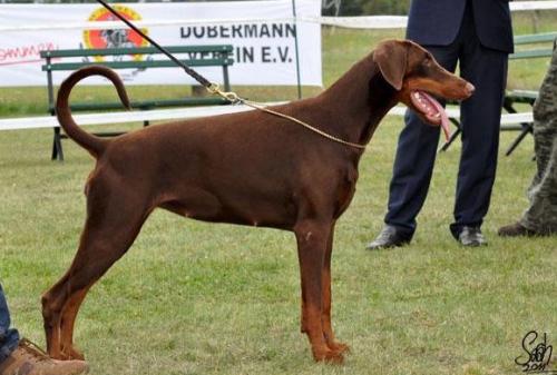 Belinda v.d. Wartburgstadt | Brown Doberman Pinscher