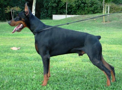 Gladiator de Mediterranean | Black Doberman Pinscher