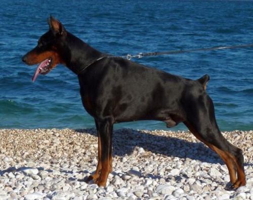 Mass Best of Sea | Black Doberman Pinscher
