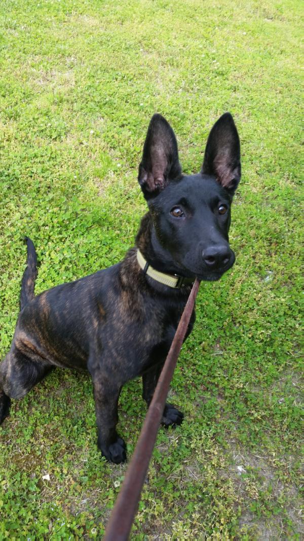 Cora (2014) | Dutch Shepherd 