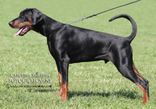 Agrias Anibag | Black Doberman Pinscher