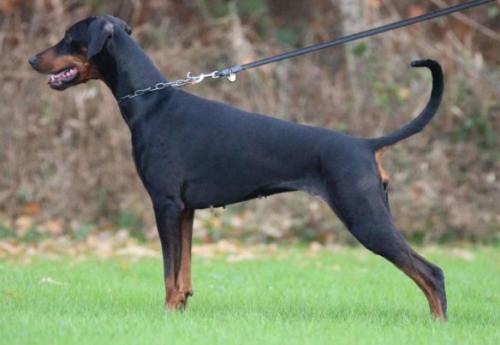 Akira Anibag | Black Doberman Pinscher