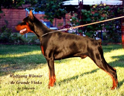 Wolfgang Winner de Grande Vinko | Black Doberman Pinscher