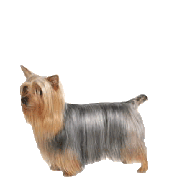 Silky Terrier