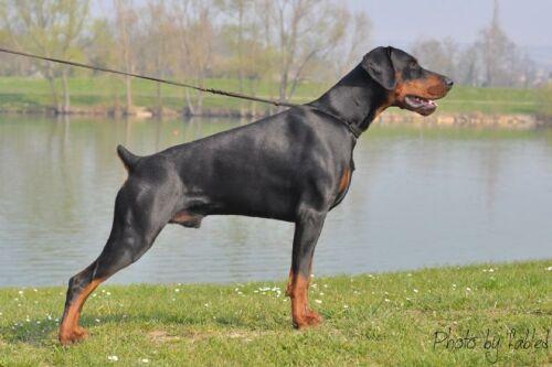 Gangster Dandias De La Villa Valiano | Black Doberman Pinscher