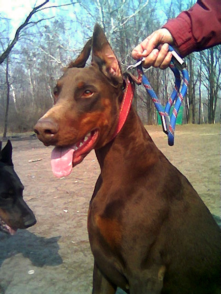 Magri Moreka | Brown Doberman Pinscher