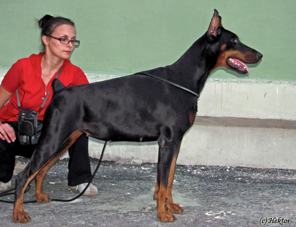 Triniti Zvezda Udachi | Black Doberman Pinscher