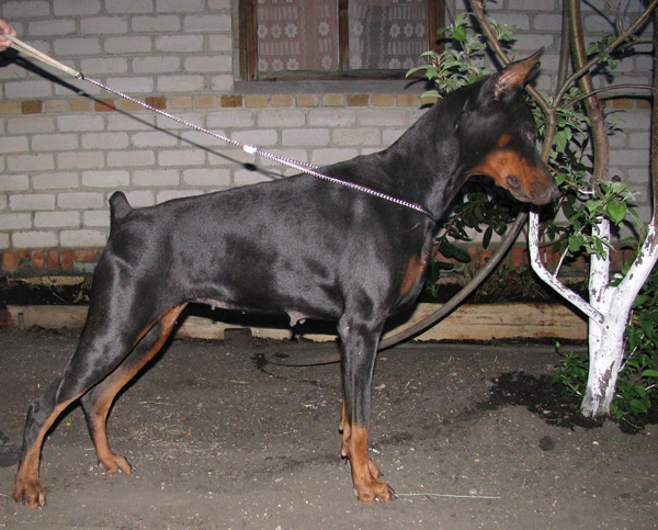 Cherutti-Naminanta | Black Doberman Pinscher