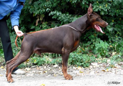 Zhemchuzhina Chernozemija Rostislav | Brown Doberman Pinscher