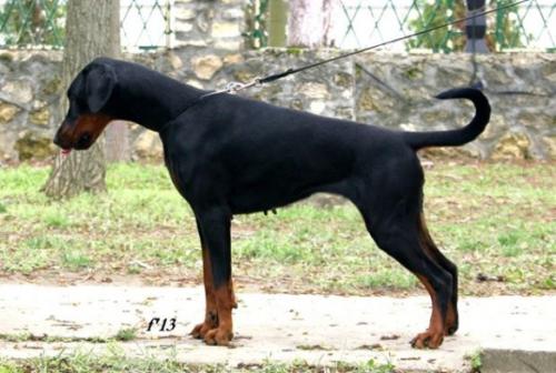 Tahi-Reme Oluja | Black Doberman Pinscher