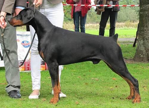 Farentino Wot a thriller at Ruholfia | Black Doberman Pinscher