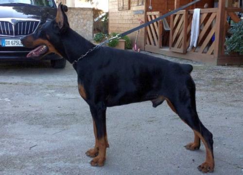 Junior Sirio di Prisconte | Black Doberman Pinscher