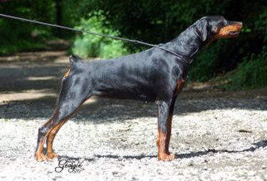 Falentina de la Maison du Keyala | Black Doberman Pinscher