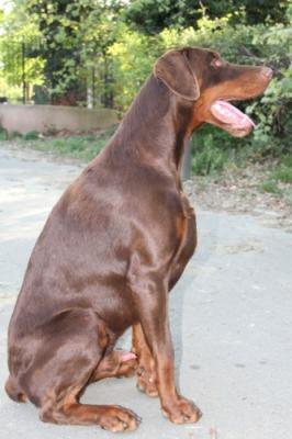 Alonzo du Castel Tolosane | Brown Doberman Pinscher