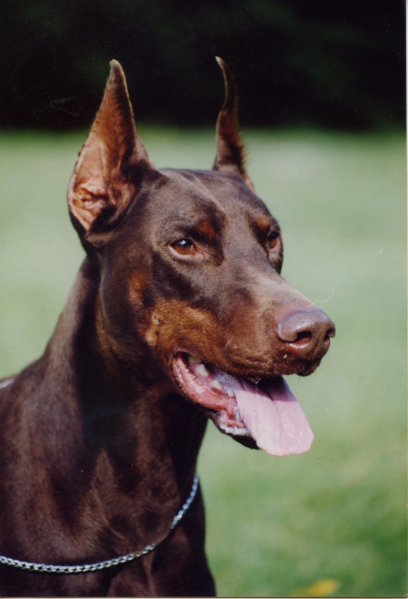 Niquito-Nerak du Logis des Noah | Brown Doberman Pinscher