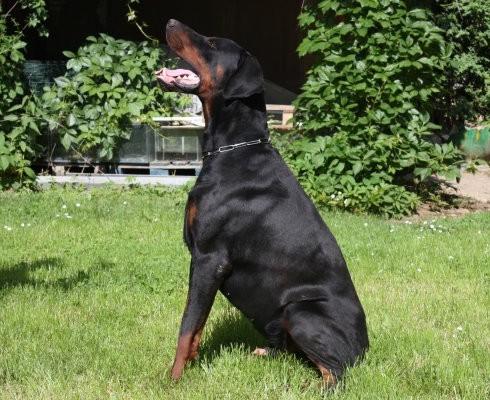 C'Beckham du Castel Tolosane | Black Doberman Pinscher