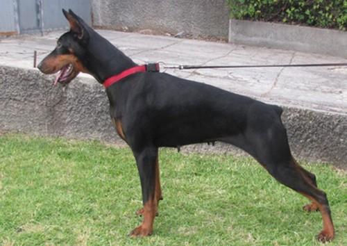 Sole Silvana del Fiorsilva | Black Doberman Pinscher