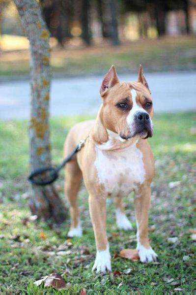 KoBo's Mary Jane | American Staffordshire Terrier 