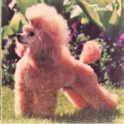 Jay P's Just A TonkaToy | Poodle 