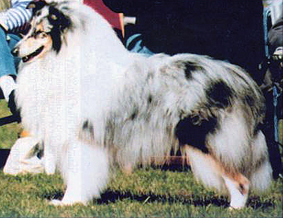 Karava Blue Kyzer | Rough Collie 